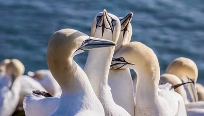 九游9游-TI11冠军揭晓，战队辉煌夺冠，ti11全球总决赛