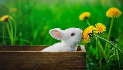 九游app官网下载-广东男篮再夺CBA总冠军，胡明轩荣膺FMVP，广东男篮队胡明轩