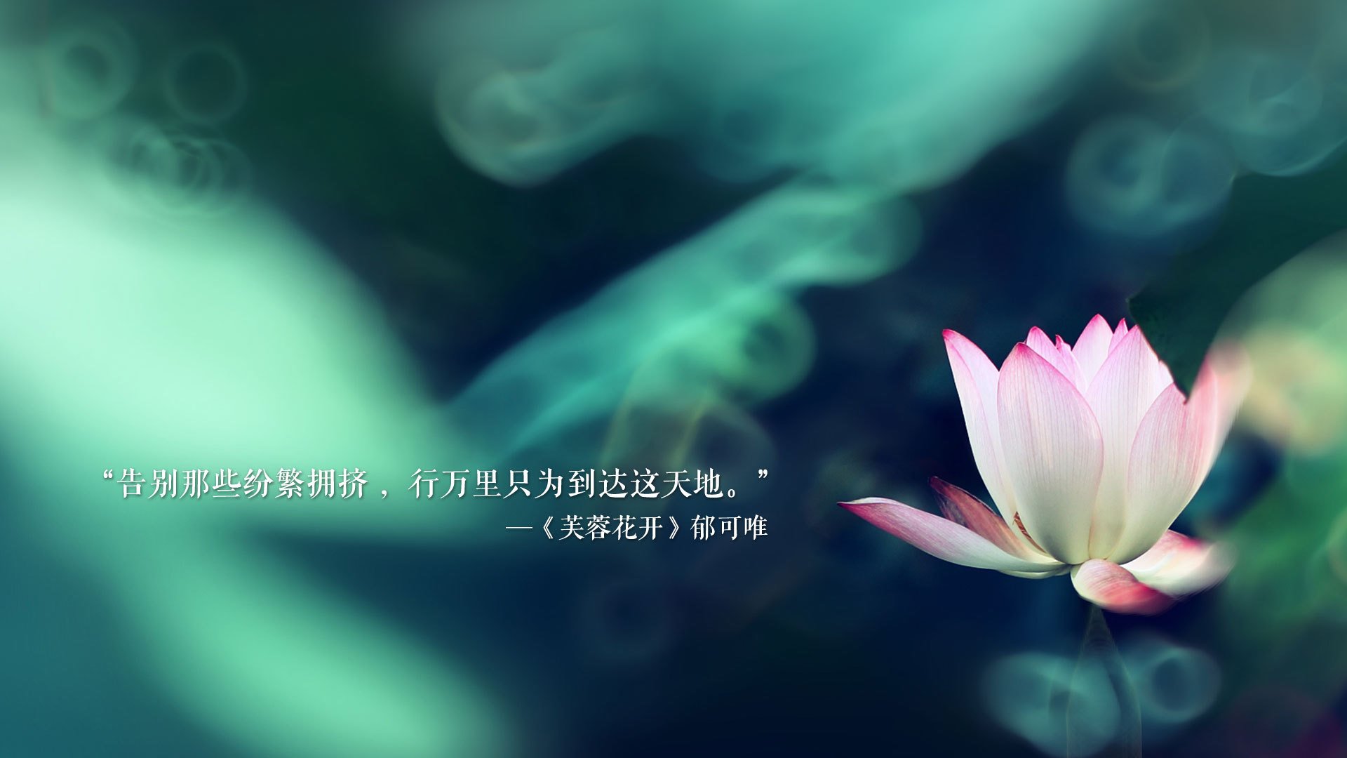球员故事：从菜鸟到巨星的励志史诗，球员的经历