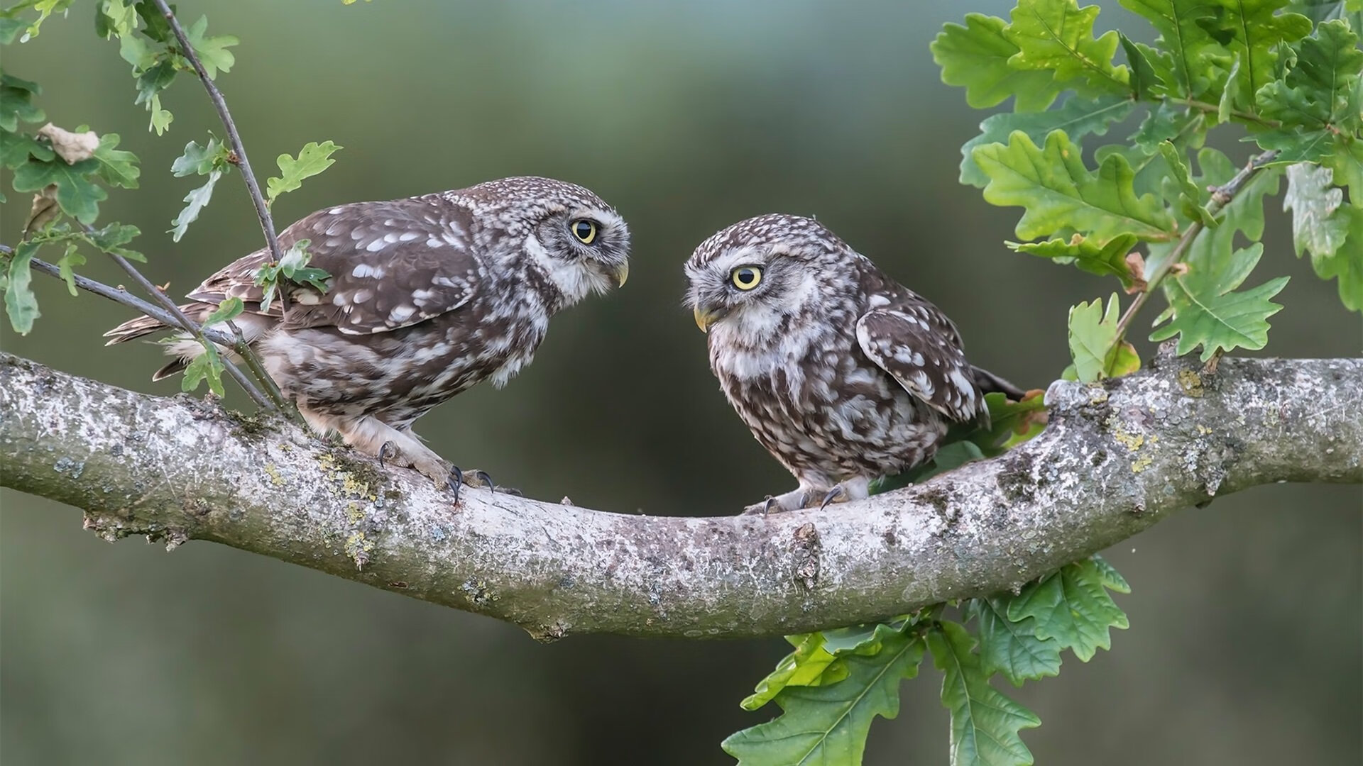 赛车精神：F1运动中的激励故事，f1赛车的魅力