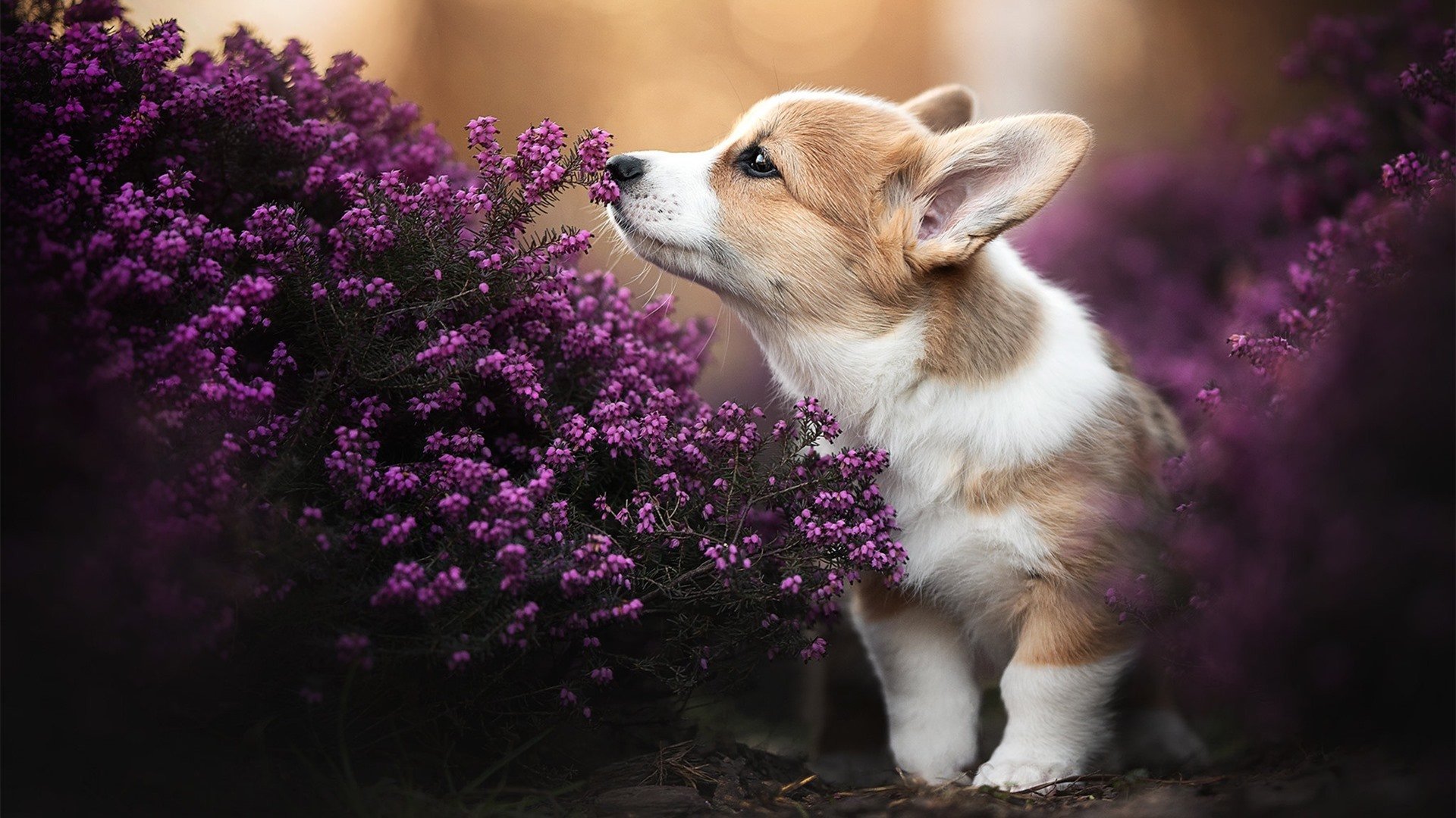 香肠派对“逃出生天”大乱斗震撼上线,香肠派对的出生岛在哪个地图