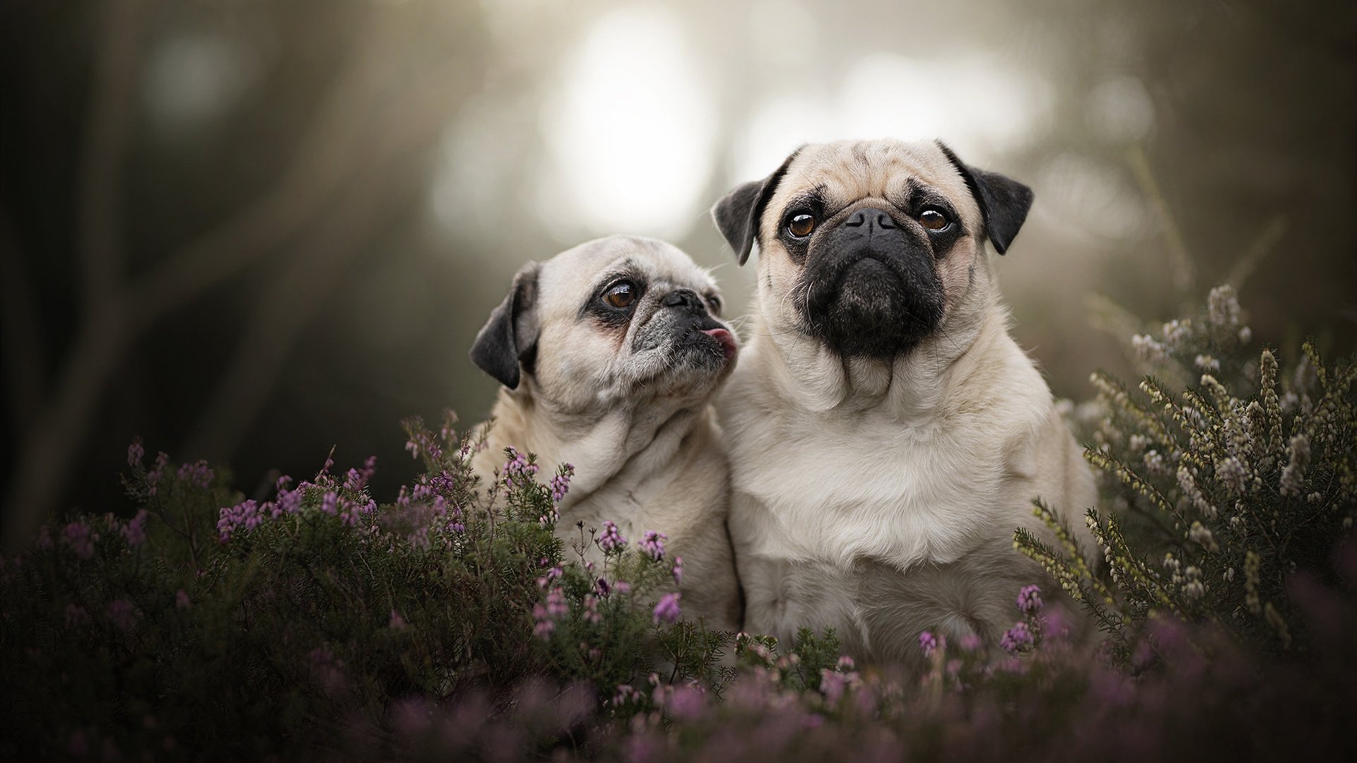 FaZe尝试签下英雄联盟主播团队,faze战队成员