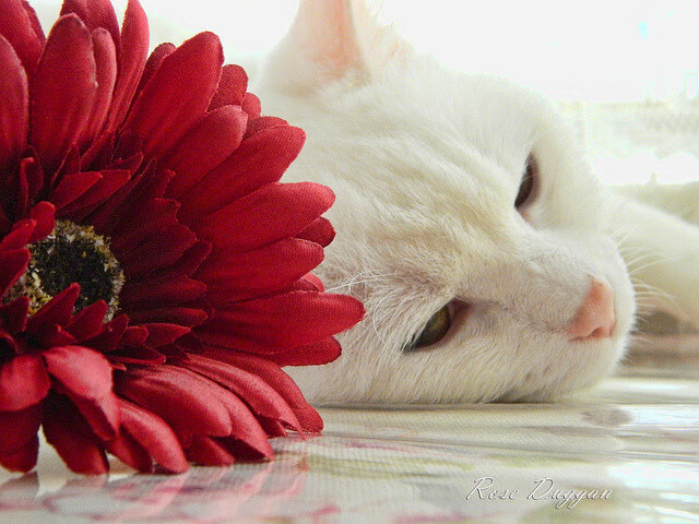 九游网游官网-RNG推行综合体能表现评估机制，综合体能是什么意思