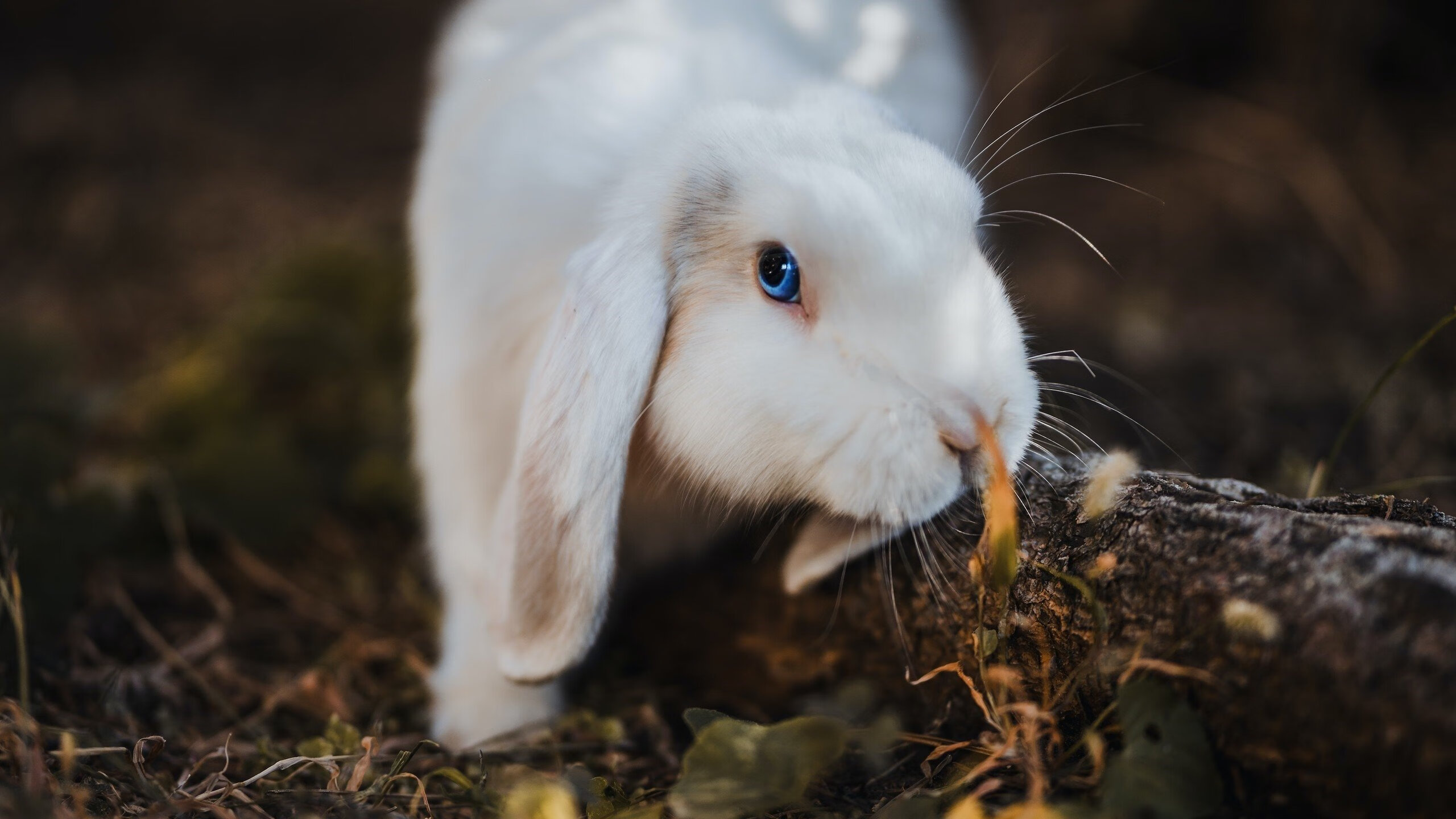 射手连续助攻与进球双重贡献,射手助攻太多