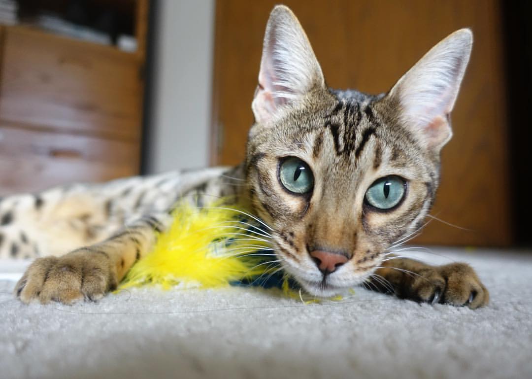 星际队跑轰战术大成功,轻松拿下比赛,星际轰动