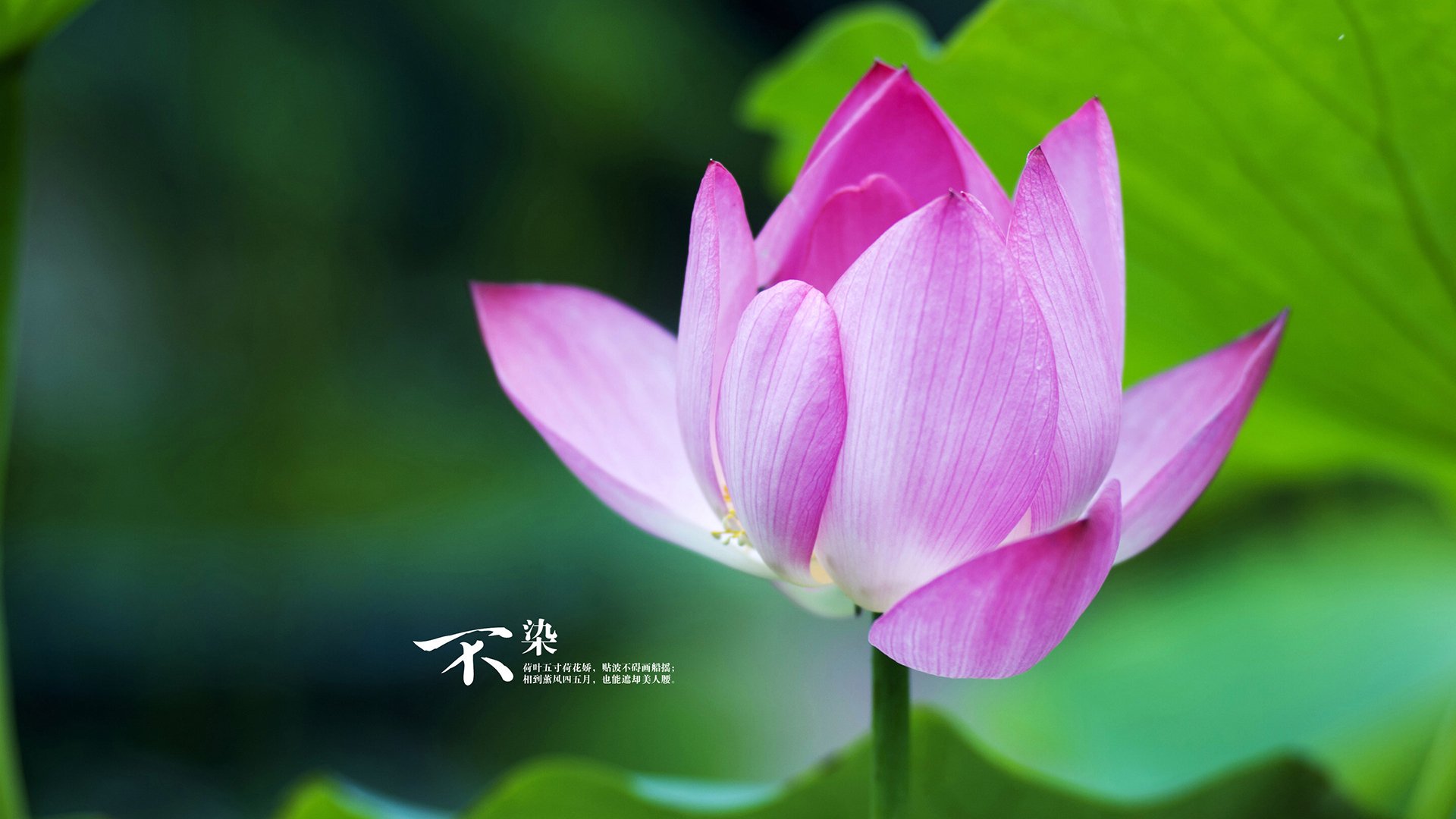 波尔图球员入选国家队,波尔图首发球员名单