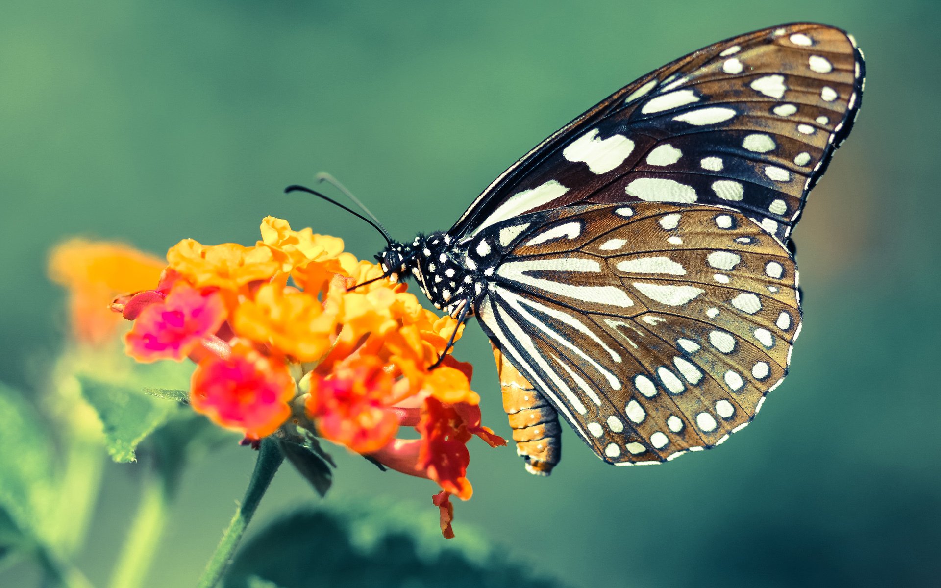 青少年足球训练是否具备系统化规划,青少年足球培养