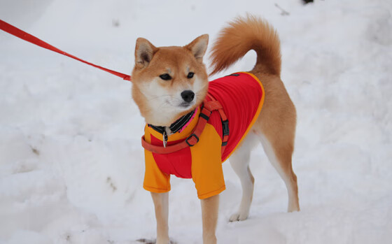 马竞铁桶阵守家，巴塞罗那难攻破，马竞击败巴萨