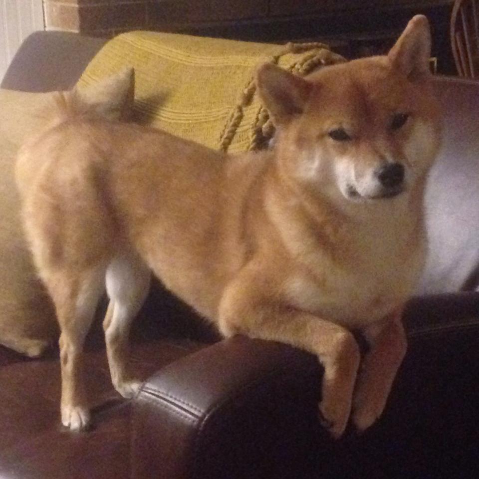 中国足球高强度压迫战术时长分布,中国足球太强了