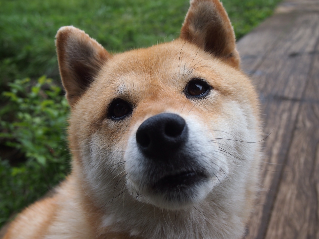 篮球运动员专项体能训练课程体系构建及科学实施,篮球专项体能的五个方面