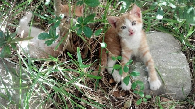 高校体育师资队伍建设现状与提升路径研究,体育师资与培养模式研究