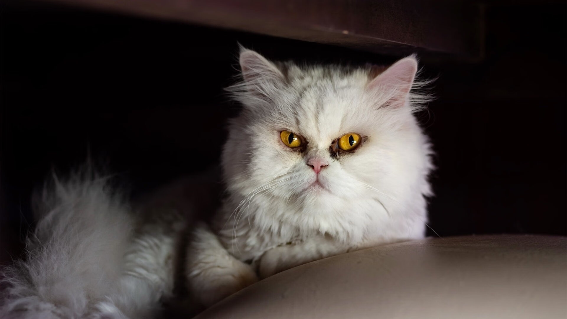 博卡青年反击犀利,打出经典南美节奏,博卡青年对竞技的比分预测