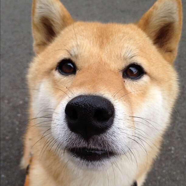 九游娱乐(jiuyou)官方网站-青训年龄分组制度缺乏科学性，青训队年龄