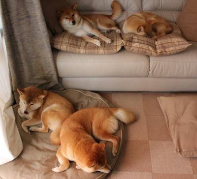 多元包容理念引领橄榄球发展,多元包容标语