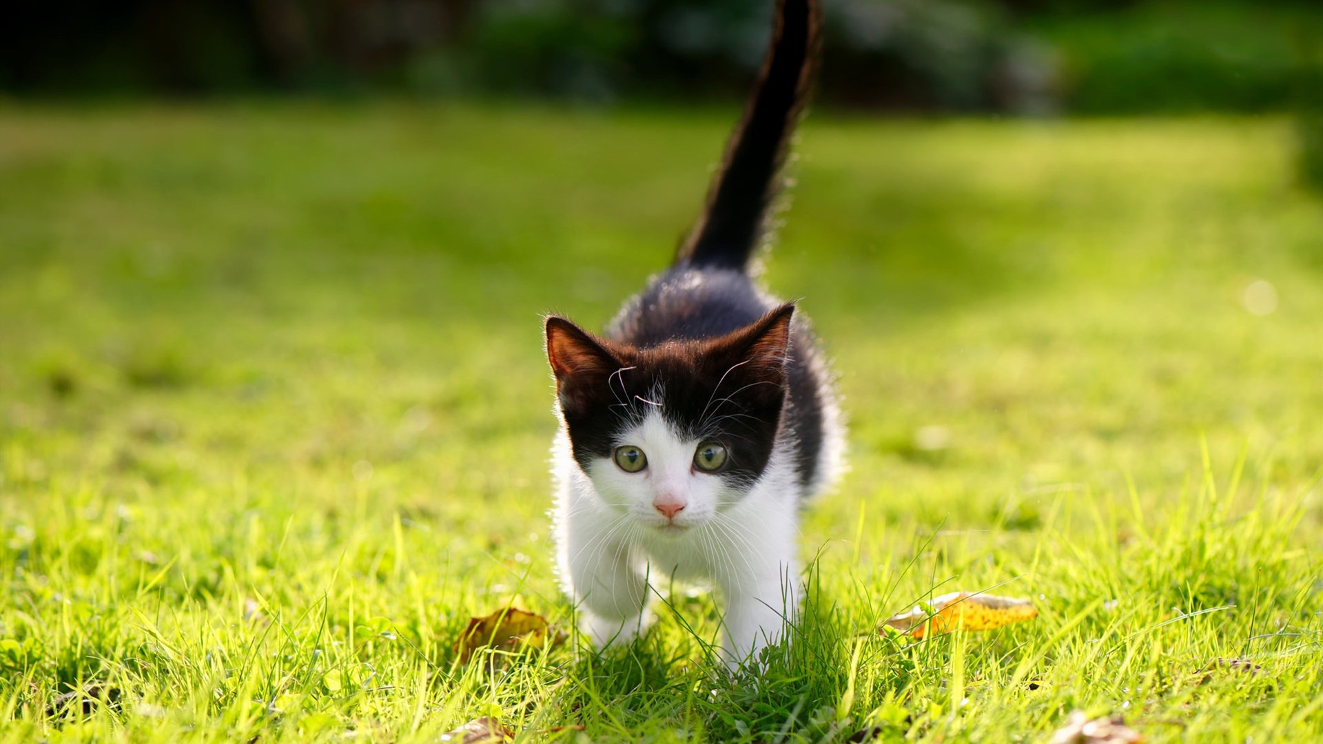 胡贝特·科斯赛场风采尽显未来之星,胡贝尔特