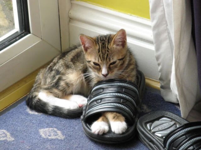 阿根廷美洲雄鹰队逐步崭露头角，成为黑马球队，阿根廷足球雄鹰